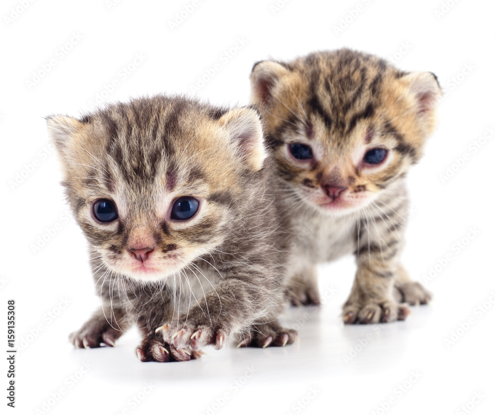 Two small kittens Two small kittens
