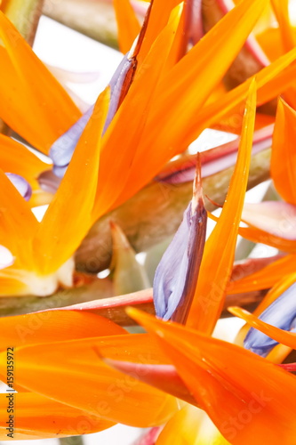 Bird of paradise flowers photo