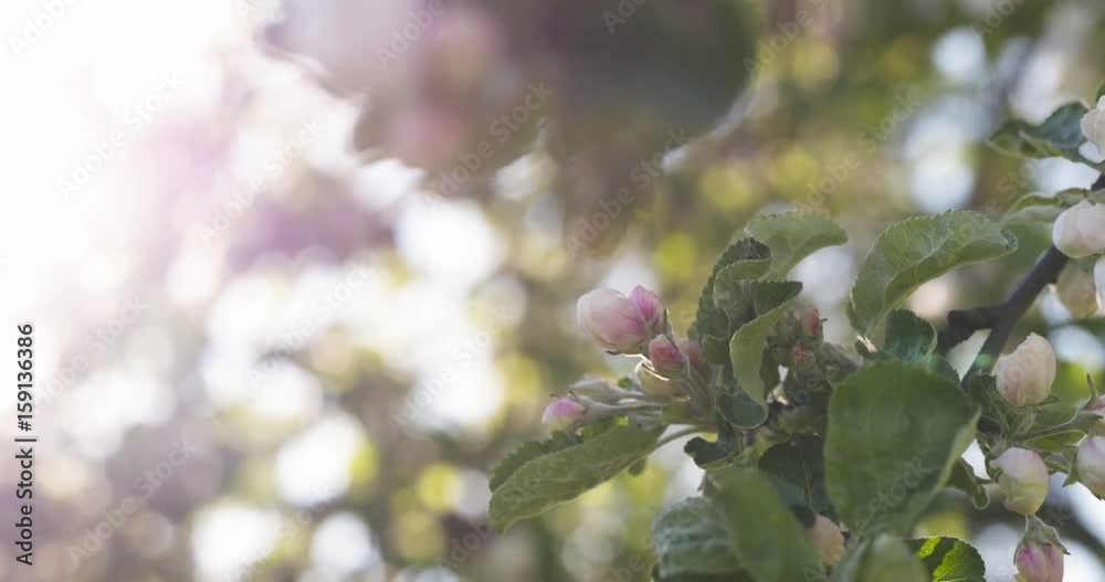 still closeup shot of light pink flowers on apple tree in sunny day, 4k 60fps prores footage still closeup shot of light pink flowers on apple tree in sunny day, 4k 60fps prores footage