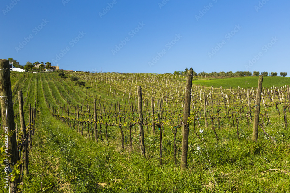Young vineyard in Italy - wine grapes are coming