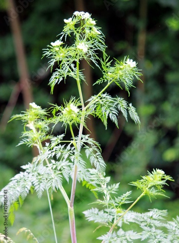 Wald- und Wiesenpflanze photo