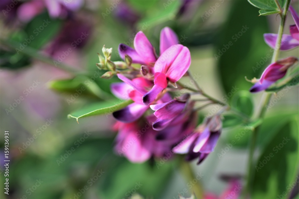 ハギの花 ハギの花