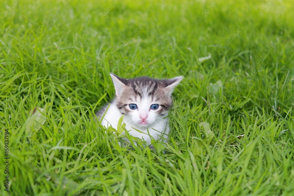 little beautiful kitten with white spots in the grass