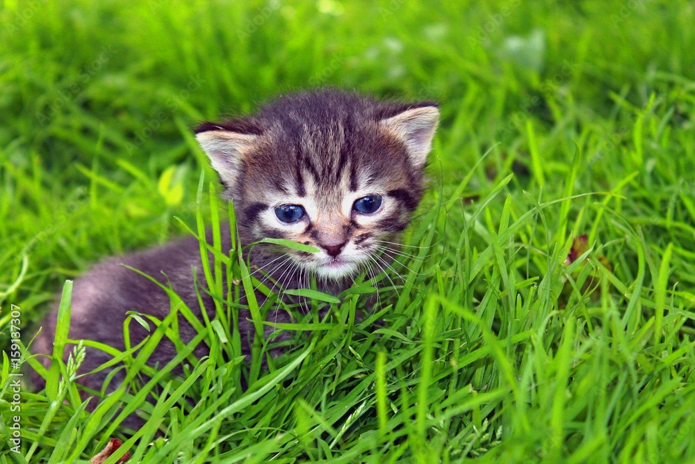 muzzle fluffy tabby kitten in the grass closeup