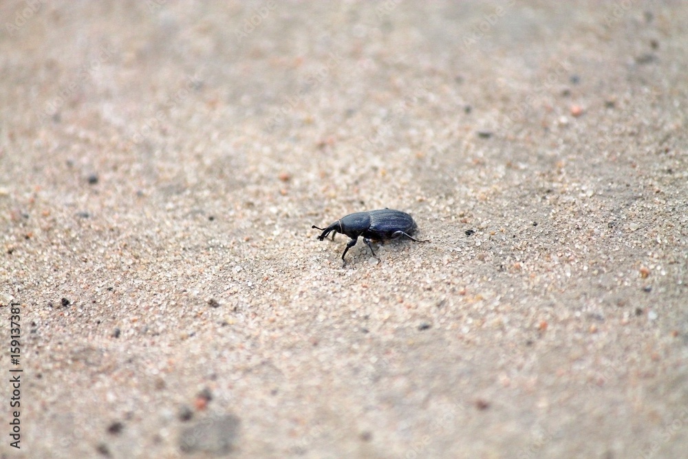 small black beetle, weevil, running on the sand small black beetle, weevil, running on the sand