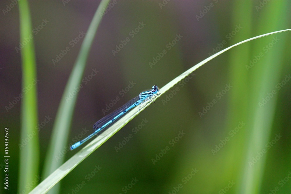 beautiful blue dragonfly on a green leaf beautiful blue dragonfly on a green leaf