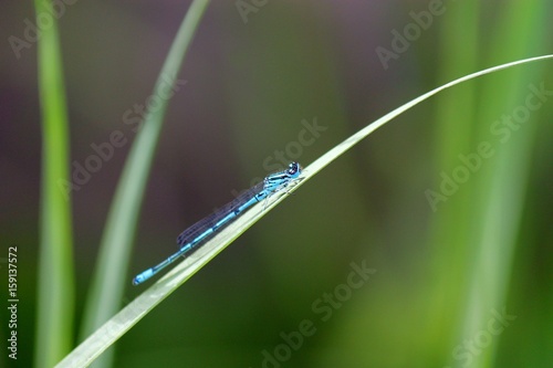 beautiful blue dragonfly on a green leaf