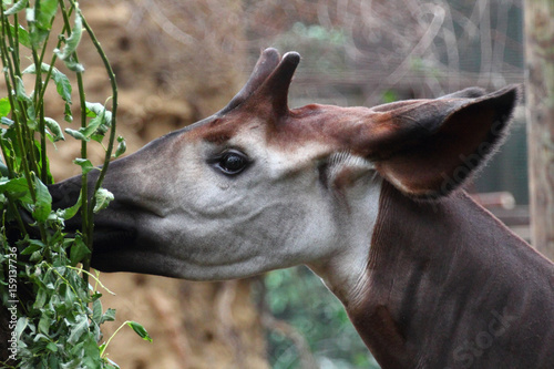 Fototapeta Okapi 