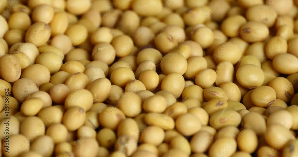4k soybean beans closeup,seeds food raw material,delicious dishes seed bean. 4k soybean beans closeup,seeds food raw material,delicious dishes seed bean.