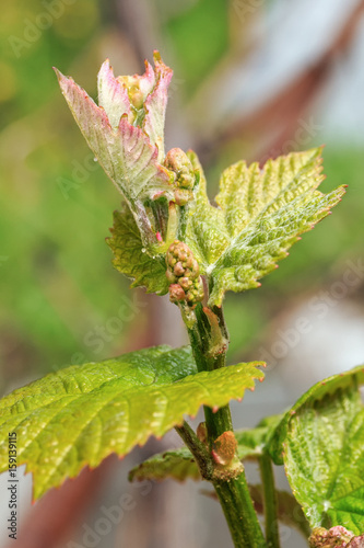 Young shoot of a grapes with blossoming leaves and inflorescences on a blurred background close-up