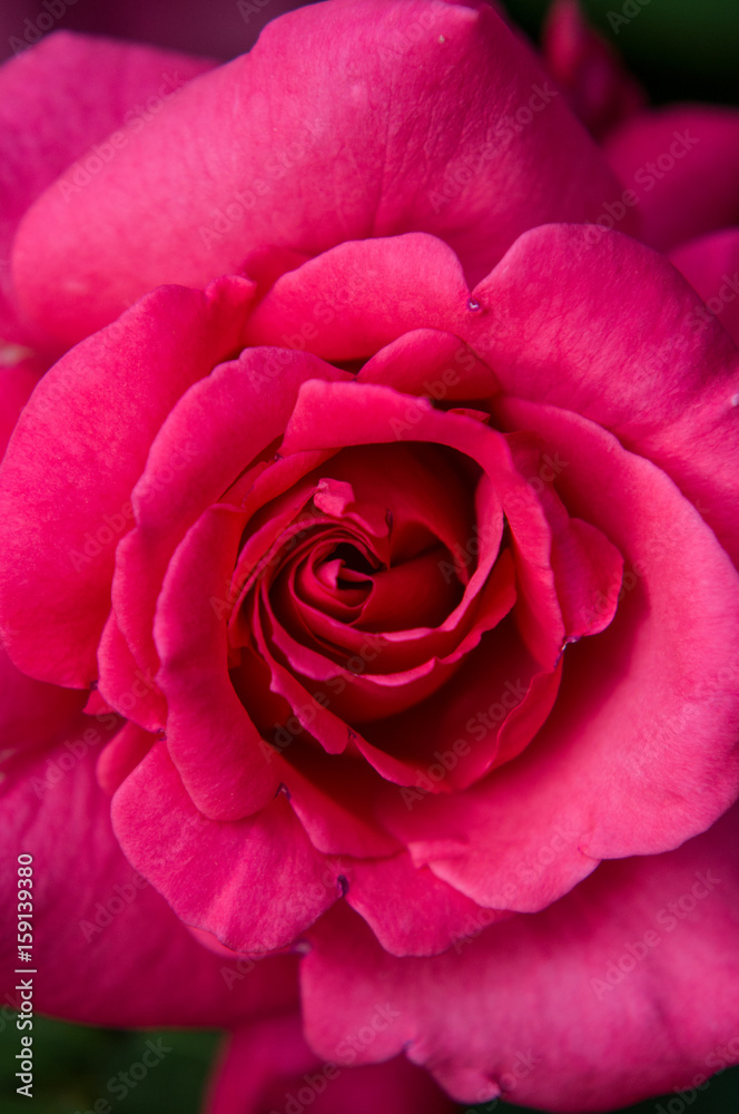 Eine Rose Eine Rose