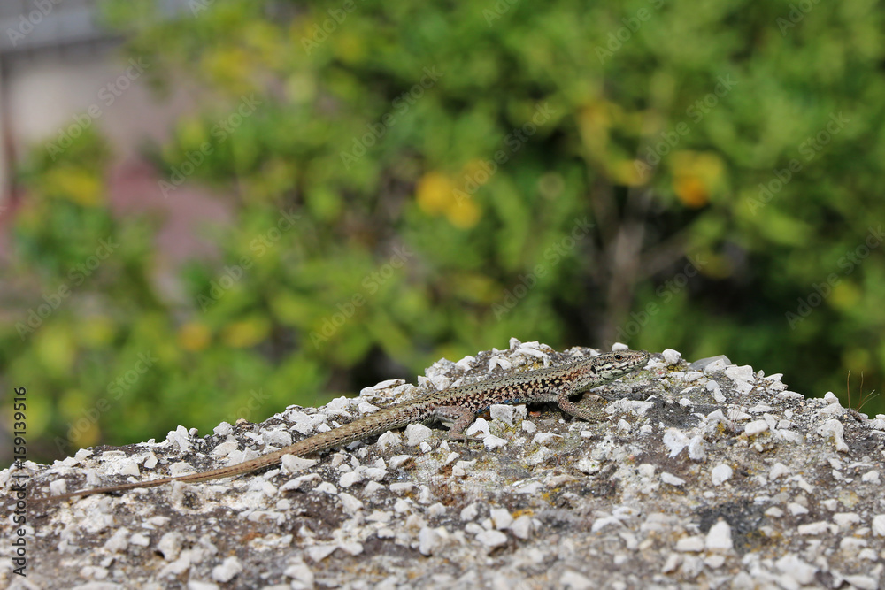 small lizard small lizard