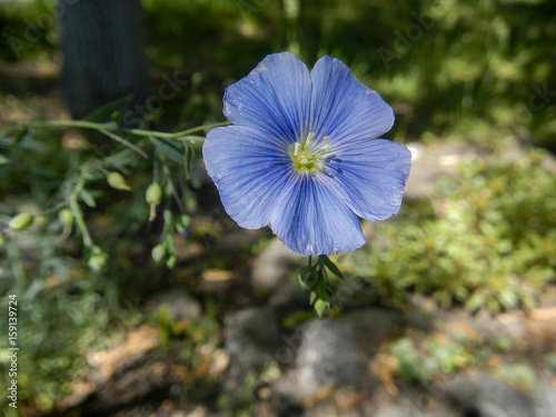 The blue flax flower close-up