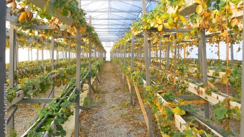 damaged from cold winter strawberries in greenhouse