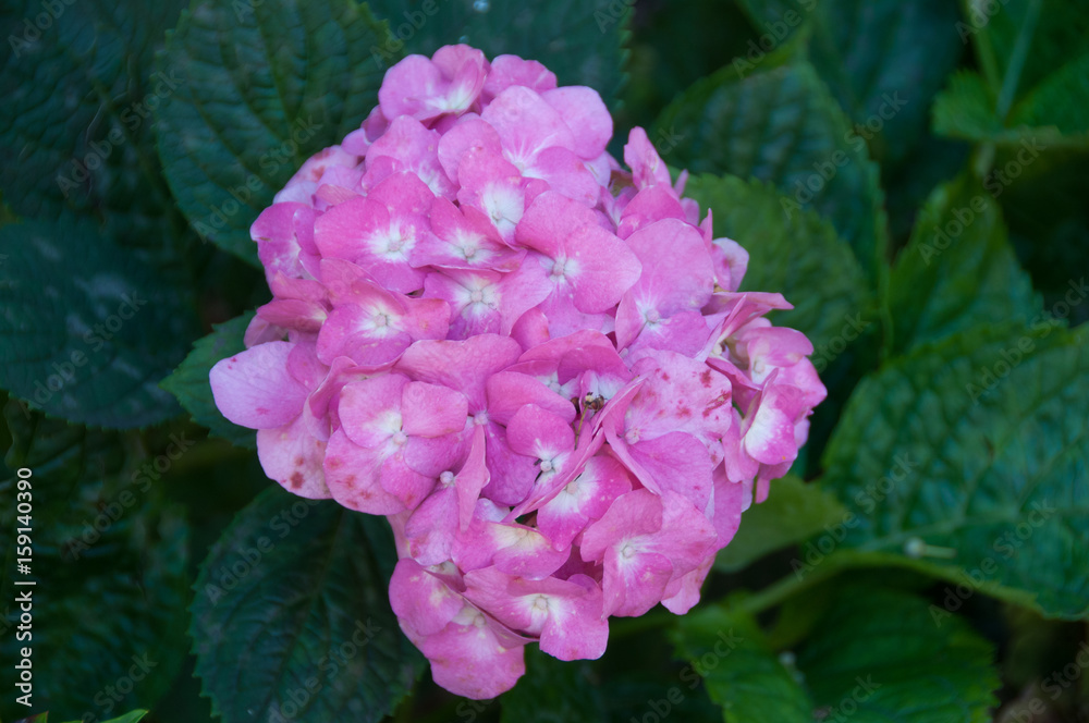 Obraz premium Flowers