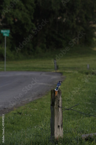 Blue Jay Sitting on a old wooden  wired fence post
