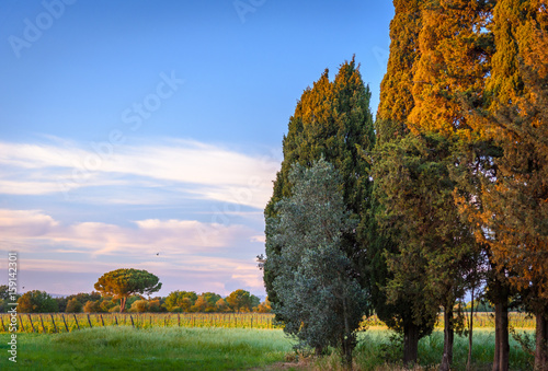 Famous road amidst by cypress trees in Tuscany near the town of Bolgheri, Italy.