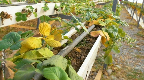 damaged from cold winter strawberries in greenhouse