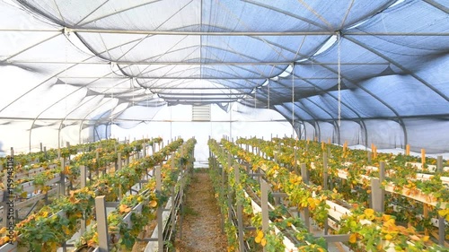 damaged from cold winter strawberries in greenhouse