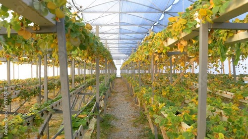 damaged from cold winter strawberries in greenhouse