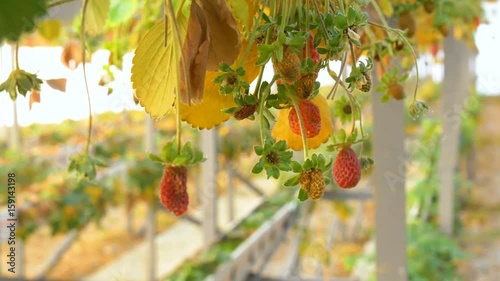 damaged from cold winter strawberries in greenhouse