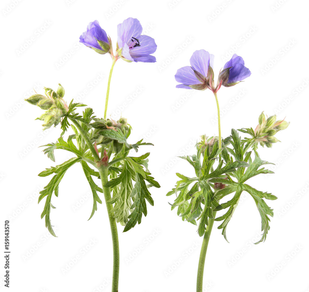 Naklejka premium Meadow geranium or meadow cranesbill (Geranium pratense) isolated on white background. Medicinal plant