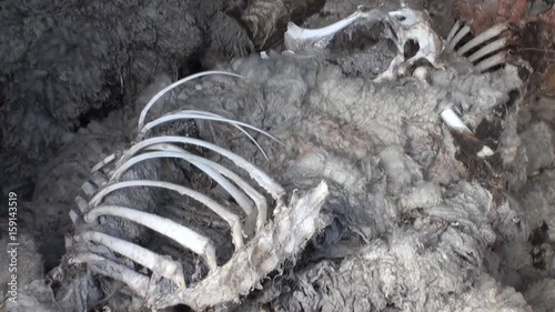 Dump of sheep hides in Patagonia. Terrible place in Tierra del Fuego.