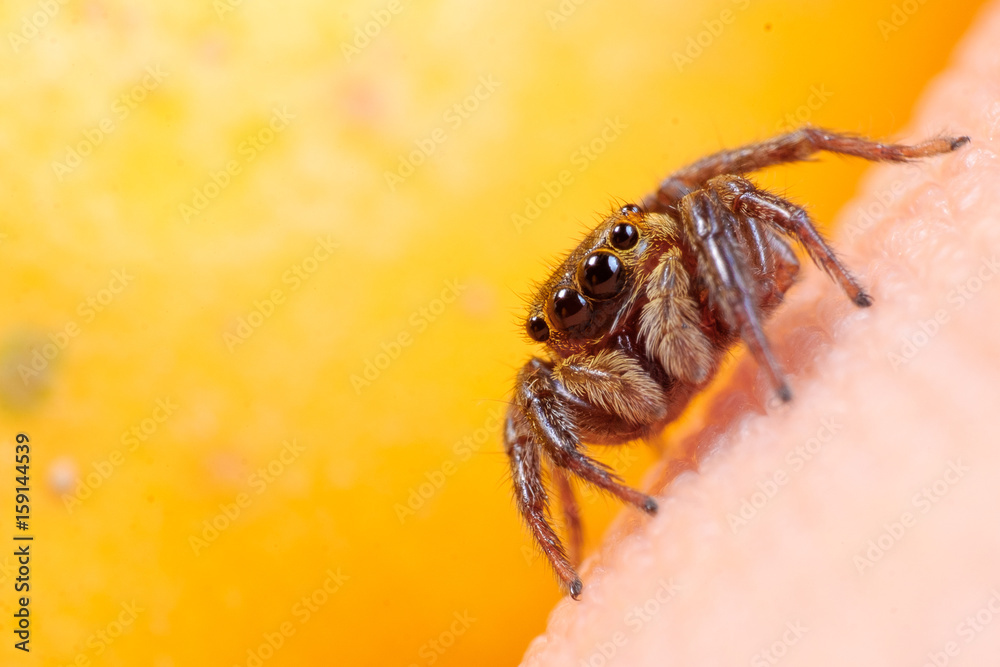 Naklejka premium Brown jumping spider
