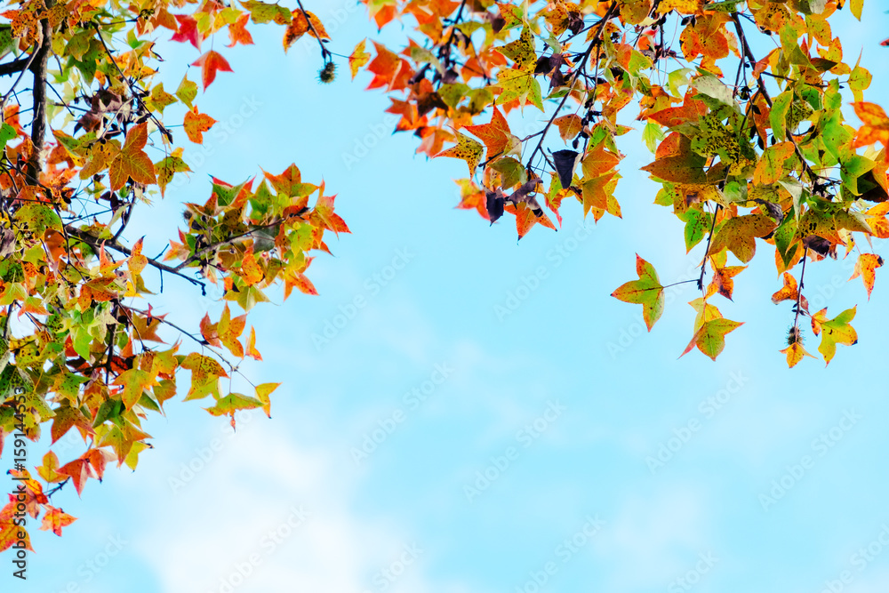 Beautiful autumn leaves and sky background in fall season, Colorful maple foliage tree in the autumn park, Autumn trees Leaves in vintage color tone. Beautiful autumn leaves and sky background in fall season, Colorful maple foliage tree in the autumn park, Autumn trees Leaves in vintage color tone.