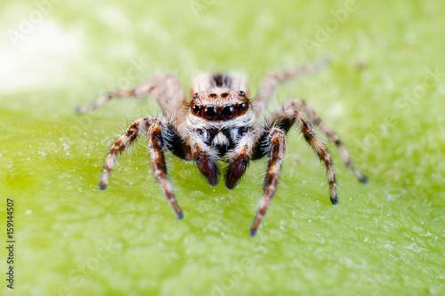 Male common house jumping spider
