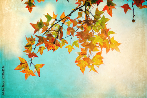 Autumn leaves on an old paper postcard. vintage fall season background.