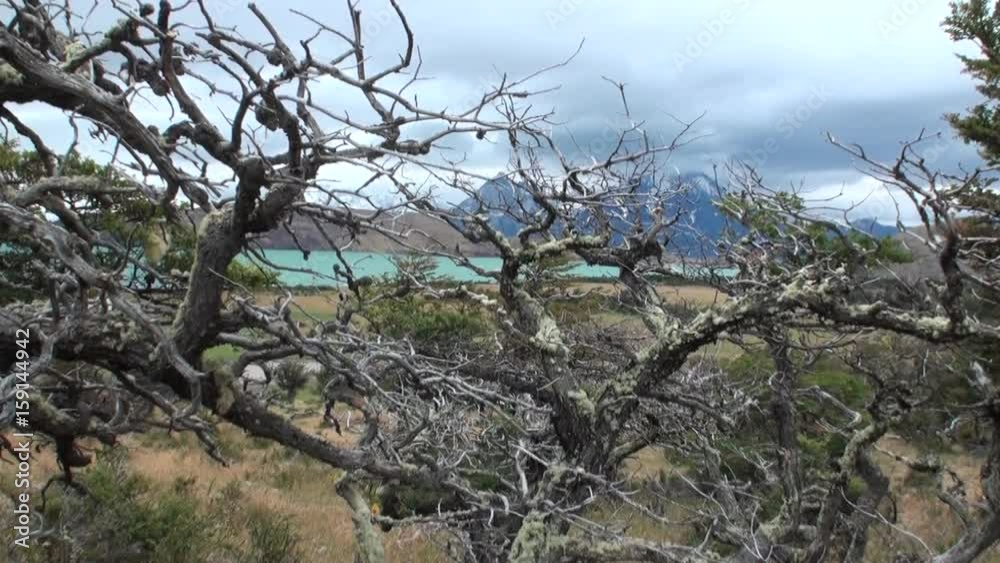 Snowy mountains on background of trees and plants on ocean coast in Antarctica.Scenic peaks and ridges. Amazing nature. Travel and tourism in world of wildlife. Snowy mountains on background of trees and plants on ocean coast in Antarctica.Scenic peaks and ridges. Amazing nature. Travel and tourism in world of wildlife.