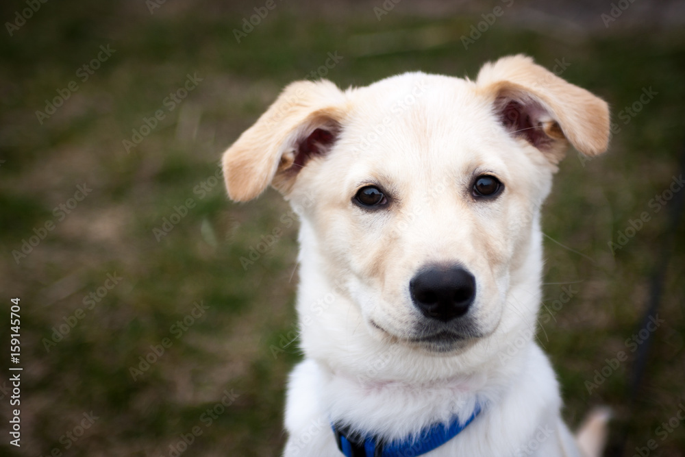 Puppy Puppy