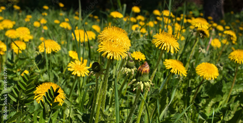 Dandelion, Taraxacum officinale, in yellow flower.