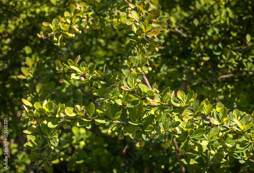 Ornamental shrubs Berberis thunbergii -Latin Berberis thunbergii -Coronita-