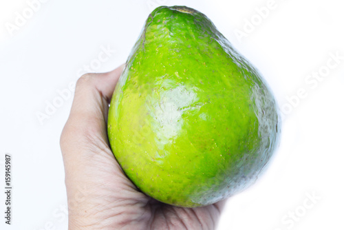 The avocado (Persea americana) is a tree that is native to South Central Mexico, classified as a member of the flowering plant family Lauraceae