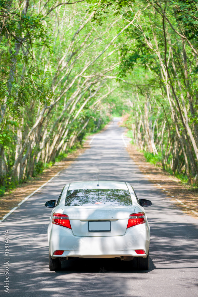 white car in tree tunnel