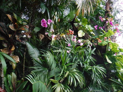 Orchids 