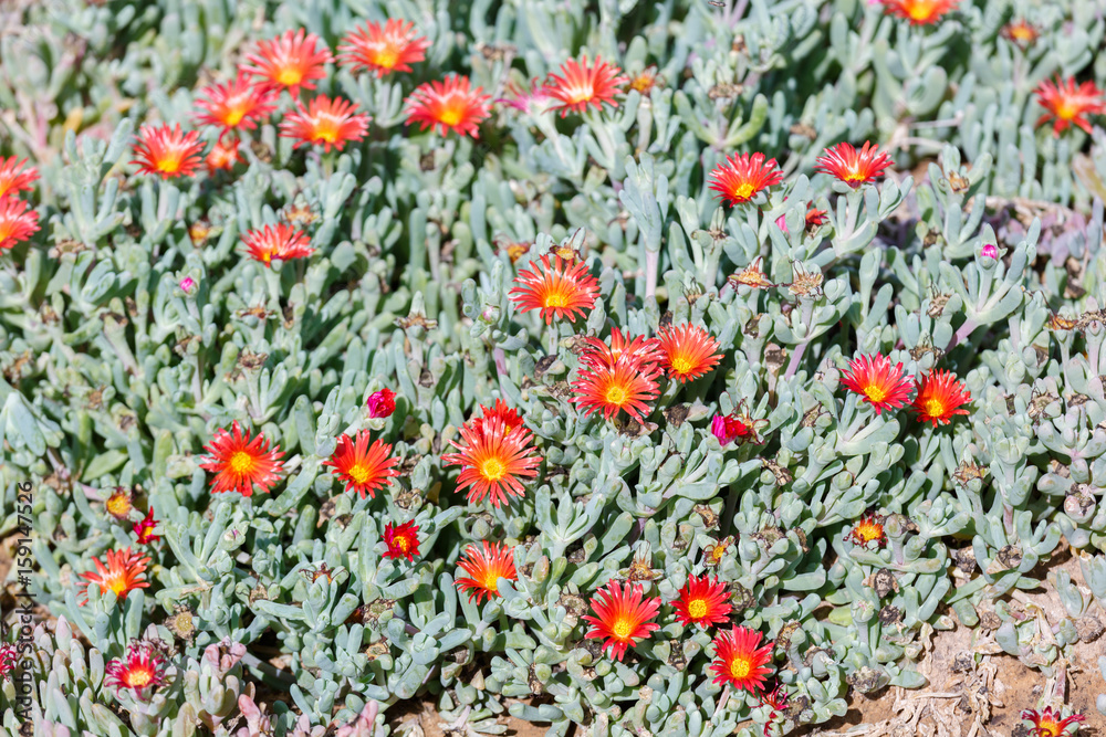 Flowering red succulent plant Carpobrotus