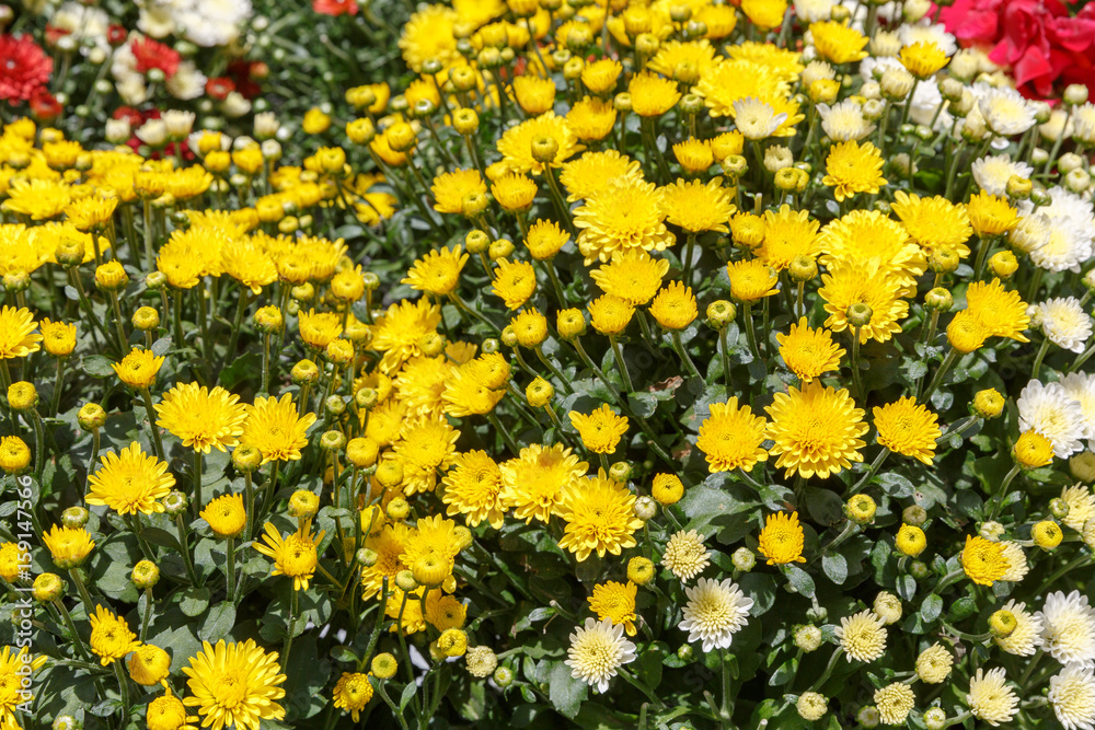 Decorative chrysanthemum Decorative chrysanthemum