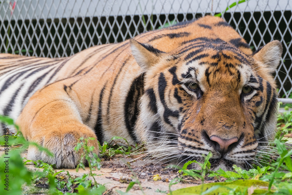 Portrait of a tiger (Panthera tigris)