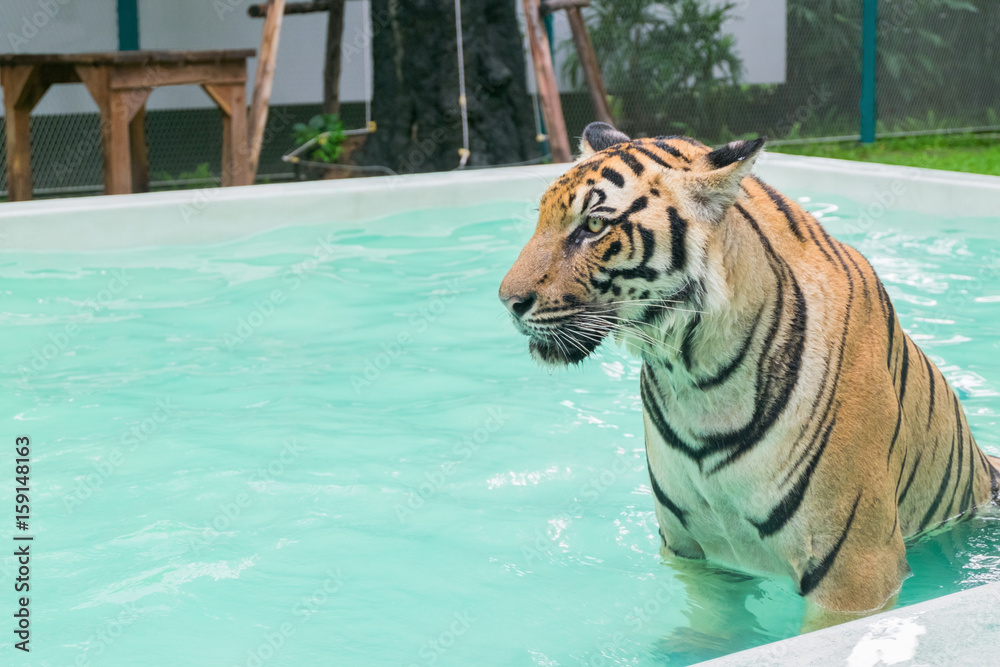 Portrait of a tiger (Panthera tigris)