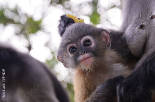 Blurry soft and noise Baby Dusky Langur. suspicious feel