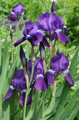 Blue iris pogon flower