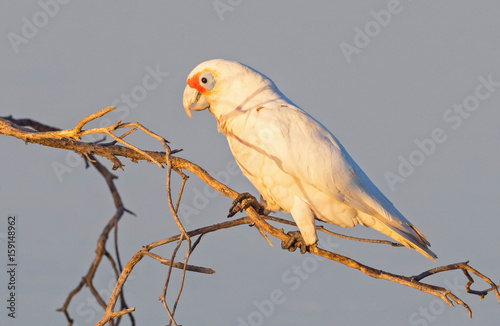 Western Corella