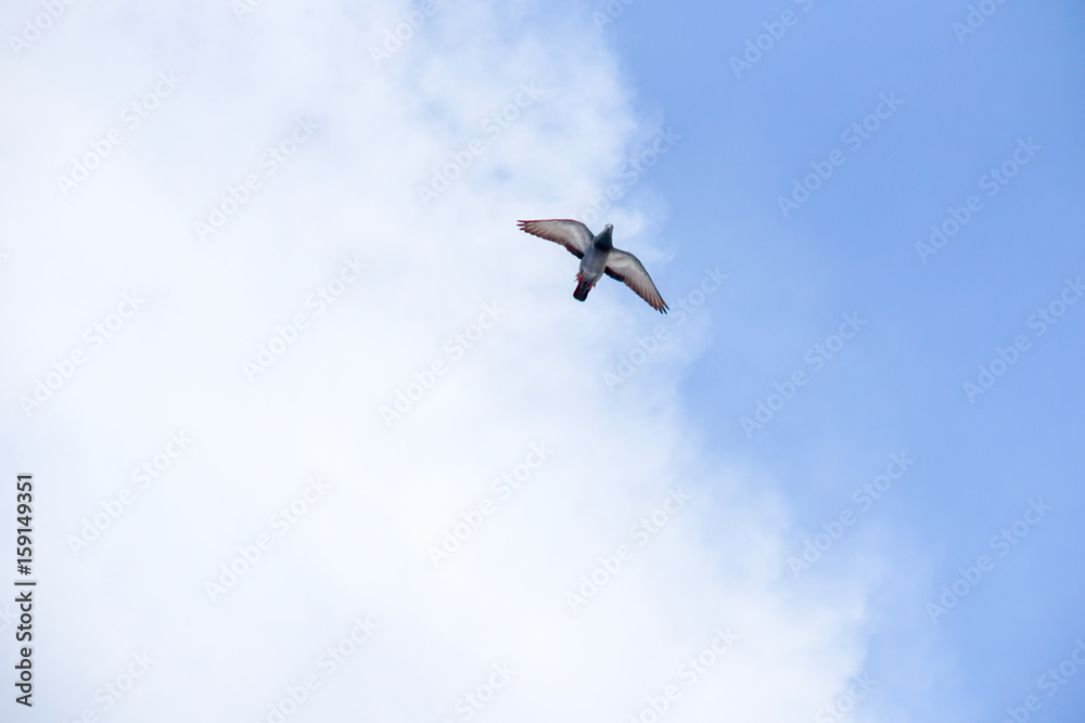 Pigeon flies in the blue sky in a sunny day.