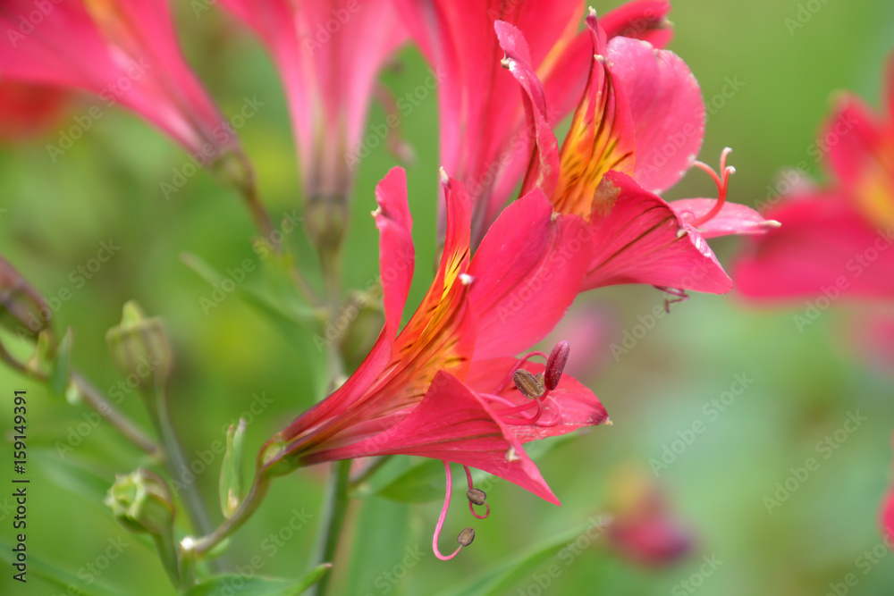 Alstroemerias Alstroemerias