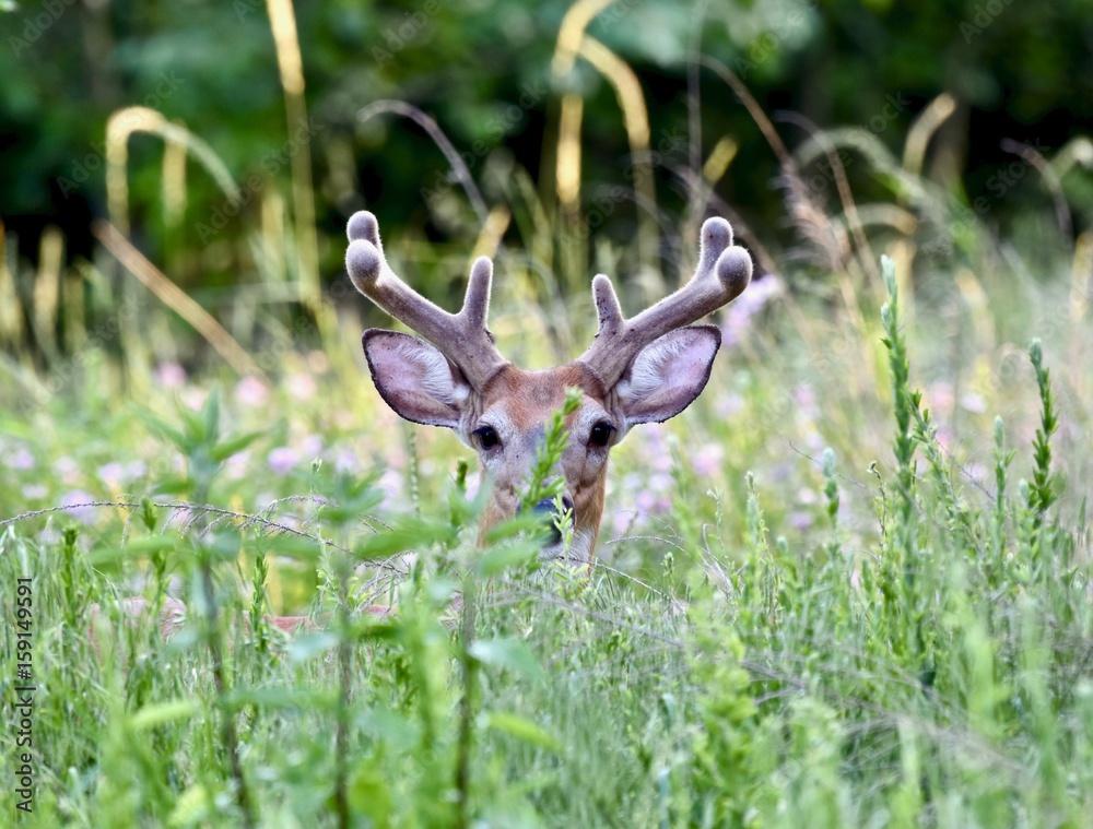White-tailed deer buck (Odocoileus virginianus) in late spring White-tailed deer buck (Odocoileus virginianus) in late spring