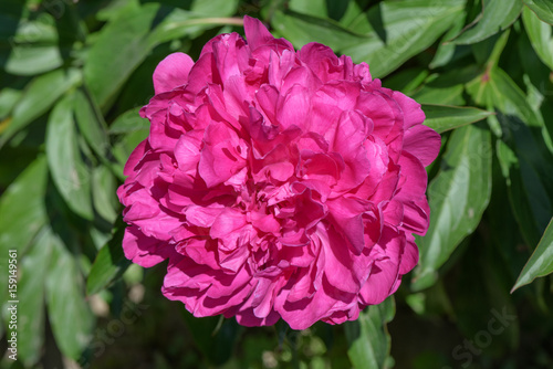 Red flower of a garden peony