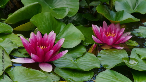 Photos Seerosen rosa
